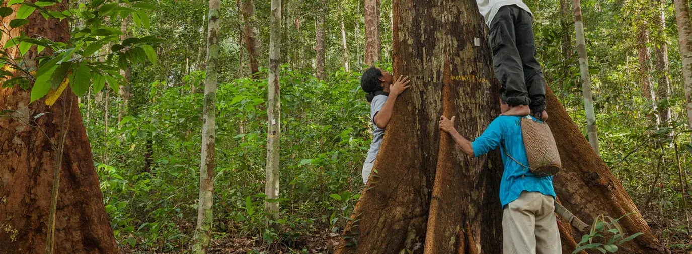 Sustainable forest management in Indonesia (Alamy)